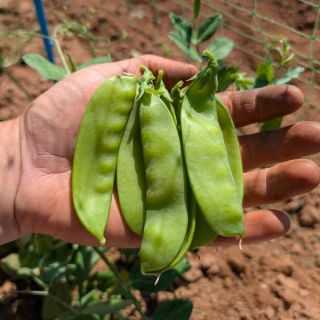 Oregon Giant Peas Thumbnail